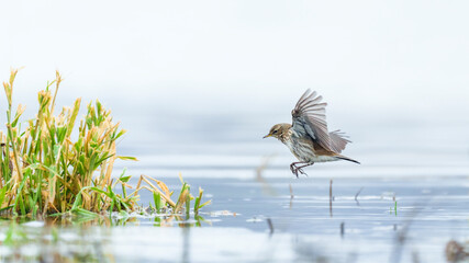 Mountain Pipit looking for Food near a Riverbed