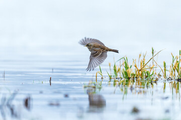 Mountain Pipit looking for Food near a Riverbed