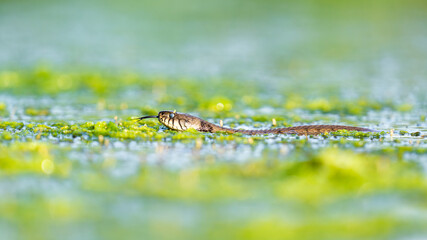 Grass Snake swimming through a Swamp