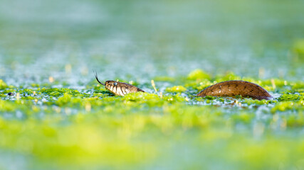 Grass Snake swimming through a Swamp