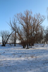 A snowy field with trees