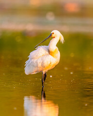 Majestic Spoonbill at Sunrise