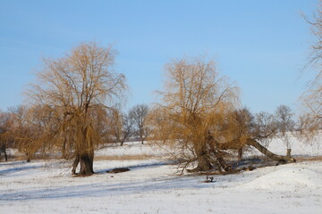 A group of trees in a snowy field