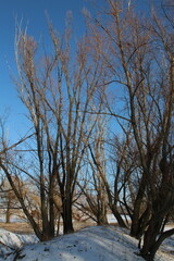 A group of trees in the snow