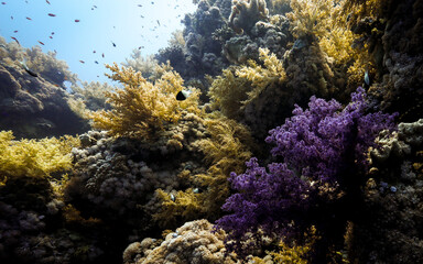 Naklejka na ściany i meble Underwater photography of coral and marine life