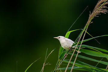 Pearlstar with leucism resting on reed