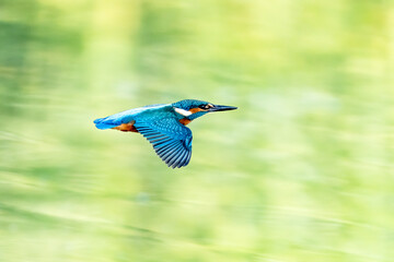 Kingfisher Flying above a Pond