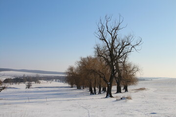 A snowy field with trees and a snowy landscape with a blue sky