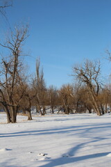 A snowy field with trees