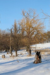 A group of trees in a snowy field