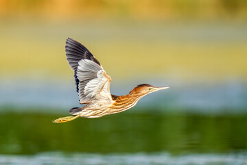 Majestic Little Bittern soaring through reed