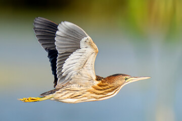 Majestic Little Bittern soaring through reed