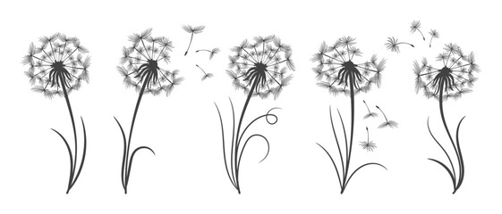 Set of dandelions with flying fluffy seeds. Sketch, black and white illustration, vector