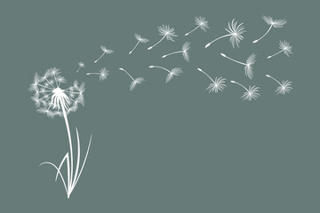 Dandelion with flying fluffy seeds. Sketch, black and white illustration, vector