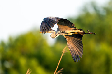 Great Grey heron soaring through the Sky
