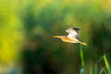 Majestic Little Bittern soaring through reed