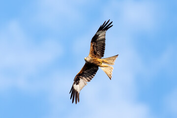 Redkite soaring through the clear blue sky