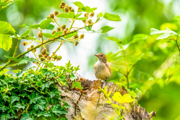 Songbird sitting in the green