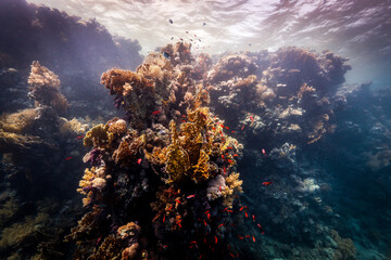 Fototapeta na wymiar Underwater photography of coral and marine life