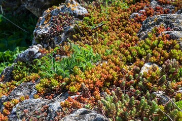 Macro of small moss, flowers growing on a stone