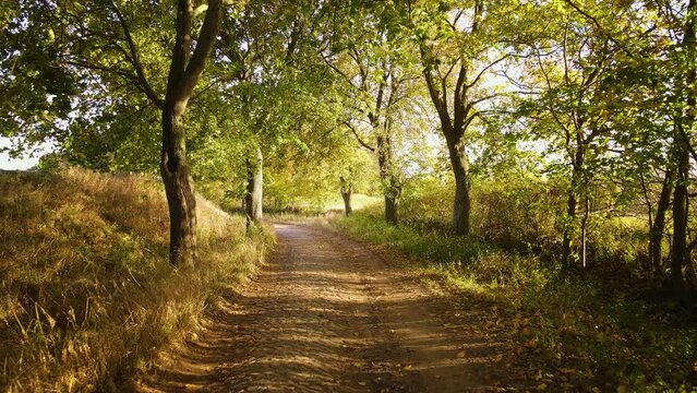 Stone road leading down. Sunlight shines through leaves of trees. Stunning picture of nature. Wonderful green streets enhance places beauty and make it ideal destination to spend holidays and enjoy