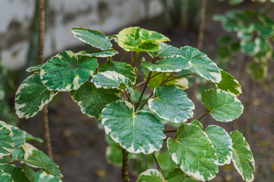 Close up of Fresh Variegated leaves of Polyscias Scutellaria plant also known as shield aralia or plum aralia.