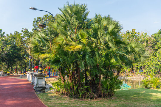 Group of Talipot Palm (Corypha umbraculifera) at Makut Rommayasaran Park, Nonthaburi, Thailand