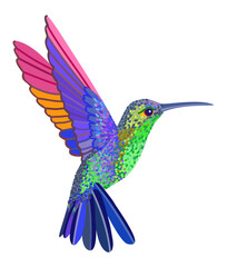 Hummingbird. Exotic small bird. Bright vector isolated illustration.