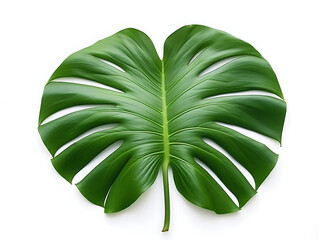 Top view of monstera plant leaves isolated on white background. Popular tropical plant for home decoration with fresh green leaves. Created with Generative AI.