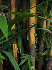 leaves in the garden