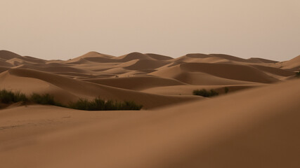 Sahara Desert with some plants 