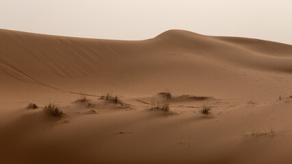 Plants in Sahara Desert