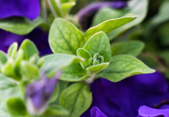 An green unopened flower bud. Natural background. Close-up. Selective focus.