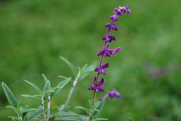 flowers in the garden
