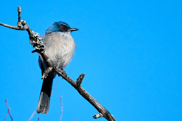 Woodhouse's Scrub Jay, Aphelocoma woodhouseii, sitting on a branch observing the landscape in the Balcones Canyonlands National Wildlife Refuge in Marble Falls, TX during the winter.