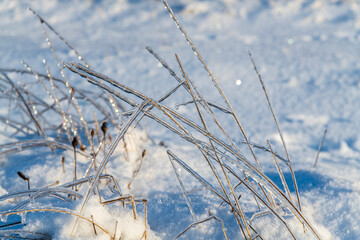 grass in the snow