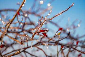 red berries on a branch covered with ice
