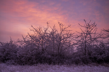 ice cold morning with trees against a red sky