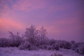 sunrise in the woods