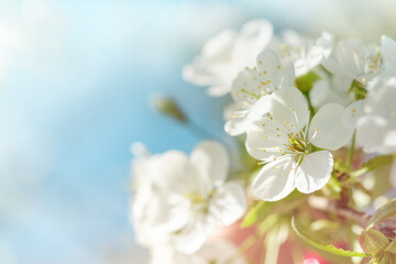 Naklejka na ściany i meble Blooming white apple or cherry blossom on background of blue sky. Happy Passover background. Spring Easter background. World environment day. Easter, Birthday, womens day holiday. Top view. Mock up.