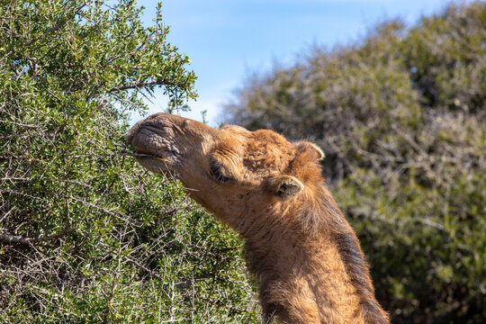 A dromedary between the bushes in Morocco