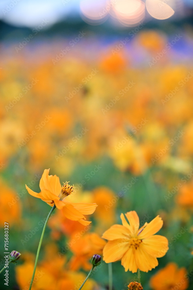 Wall mural the image showcases a field of these vivid flowers in an autumn garden with selective focus, highlig