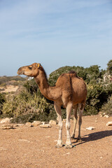 A dromedary between the bushes in Morocco