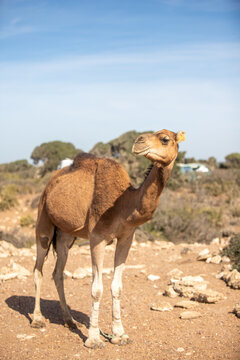 A dromedary between the bushes in Morocco
