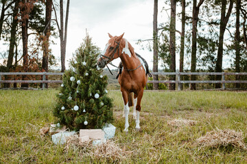 Real decorated Christmas tree outdoors in a rural paddock
