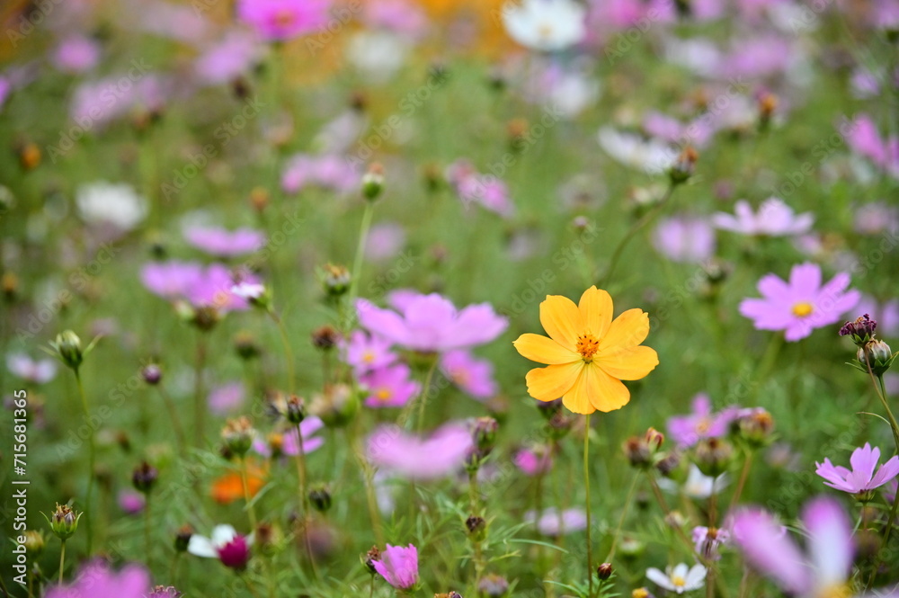Wall mural the image showcases a field of these vivid flowers in an autumn garden with selective focus, highlig