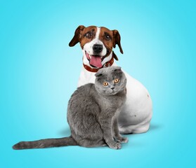 Sitting smart domestic cat and dog,