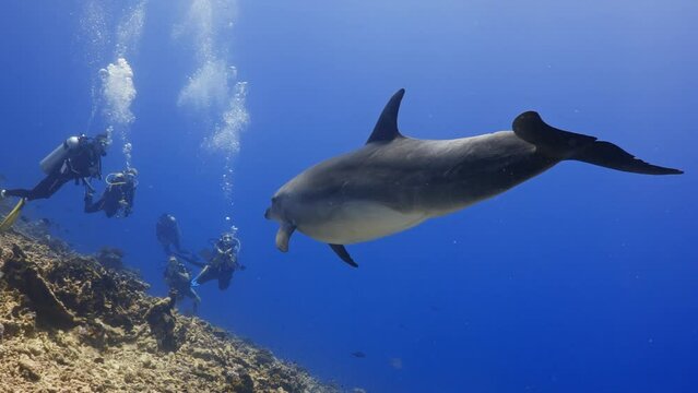 Incredible underwater life have been filmed in the French Polynesia (Tahiti), at the pass of Tiputa in the atoll of Rangiroa, Dolphins come close and interact with divers