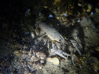 Crayfish in the lake of Biel, Switzerland