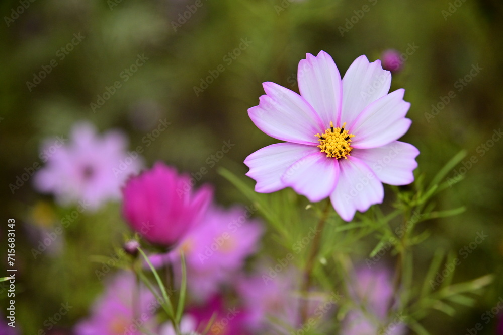 Wall mural the image showcases a field of these vivid flowers in an autumn garden with selective focus, highlig